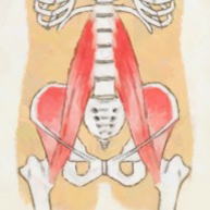 腸腰筋と腰痛